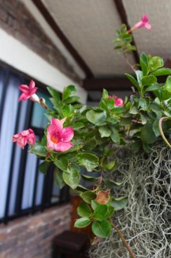 Casa De Hospedaje Vivaio パイパ エクステリア 写真
